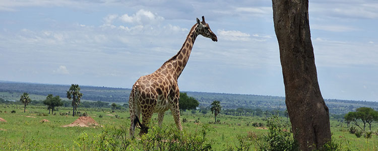 Queen Elizabeth Murchison Falls