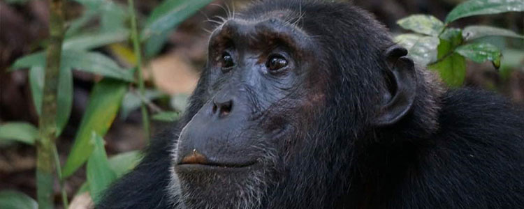 Chimpanzee  tracking kibale