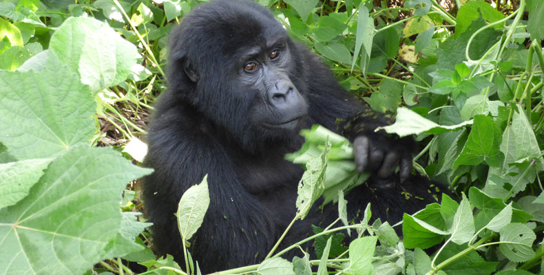 Gorilla trekking Bwindi