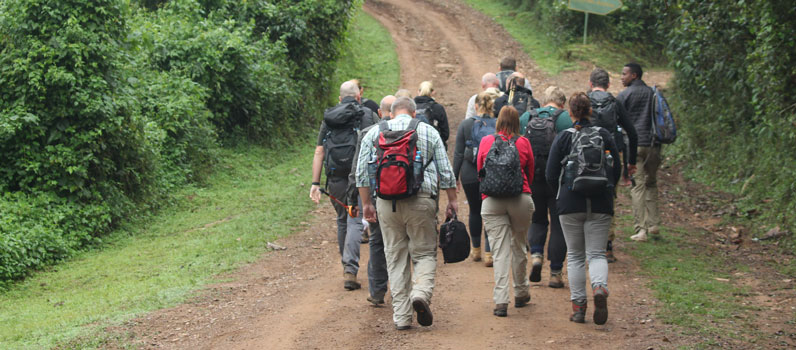 3 days Gorilla tracking