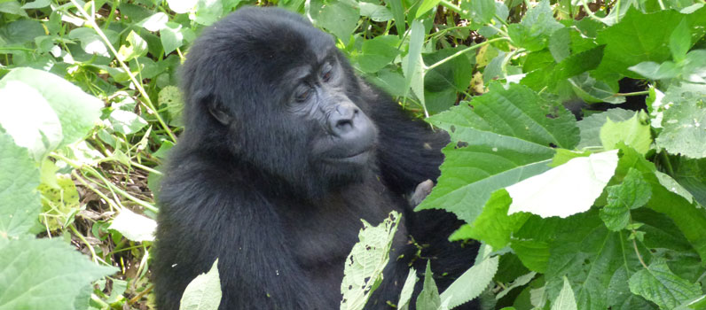 2 Days Gorilla Tracking