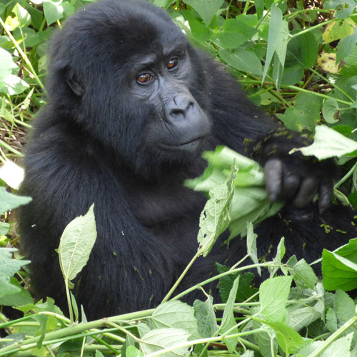 Uganda birding