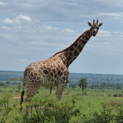 Uganda birding