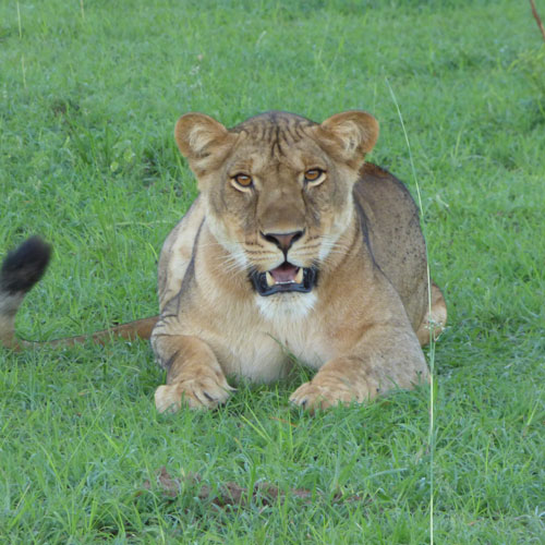 Uganda birding