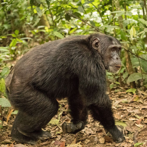 Uganda birding