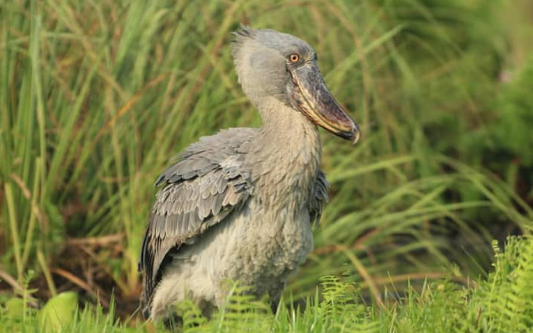 mabamba swamp tour