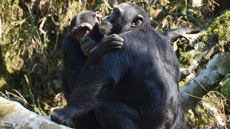 Chimpanzee Tracking in Kibale Forest National Park