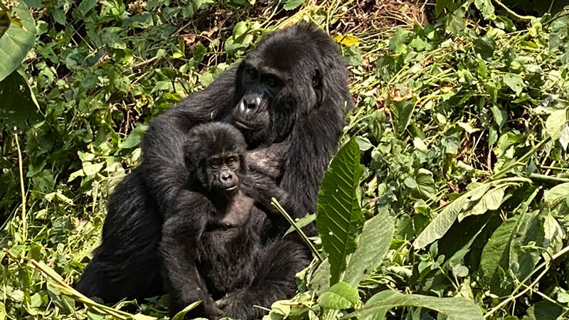 Mountain Gorilla Trekking in Bwindi Impenetrable National Park