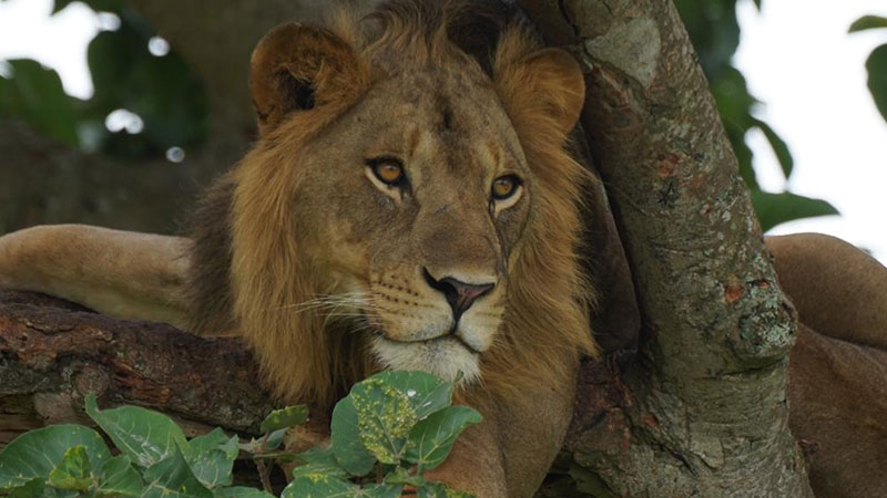 Tree Climbing Lion in Queen Elizabeth National Park