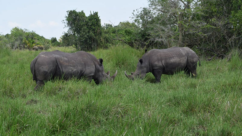 Uganda Wildlife experience at Ziwa rhino Sanctuary