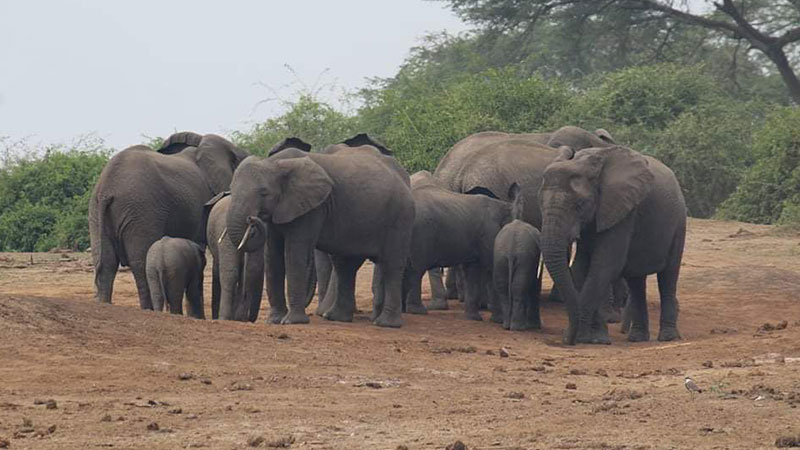 African Elephant in Murchison falls