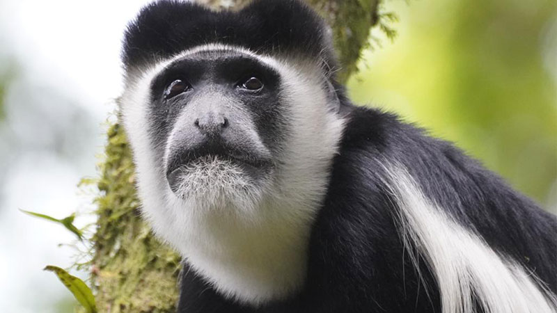 Black-and-white colobuses Monkey