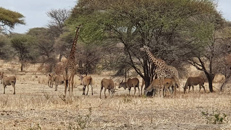 Game viewing in Lake Mburo National Park